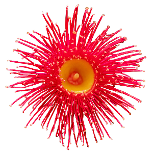 Red Flower